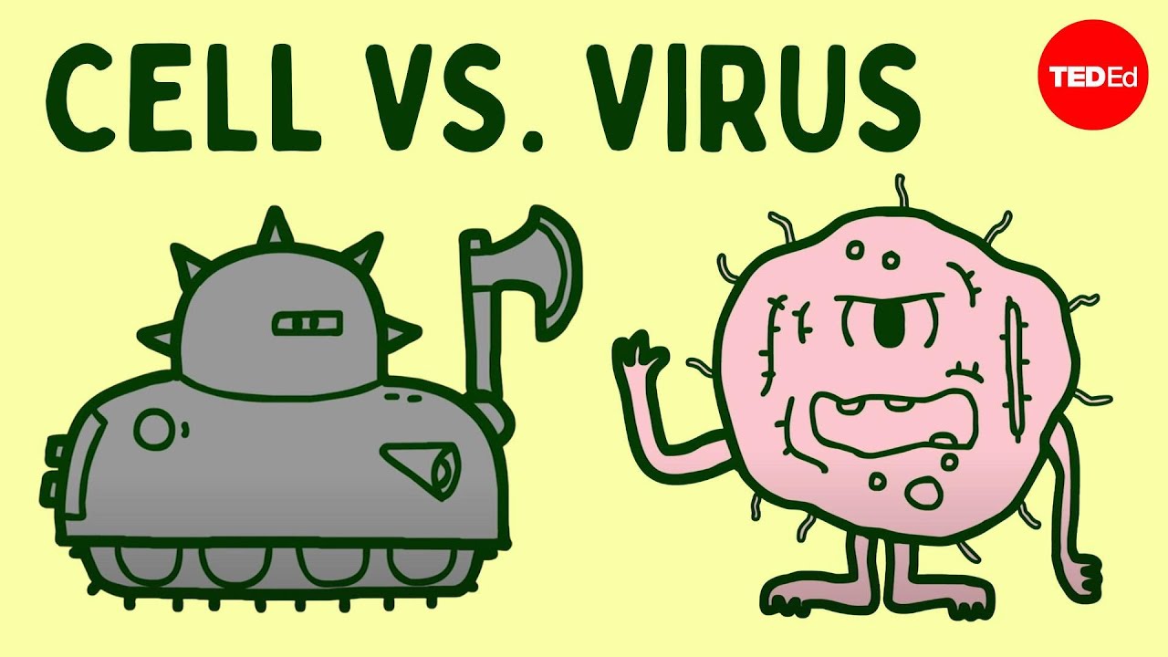 Cell vs. virus: A battle for health – Shannon Stiles