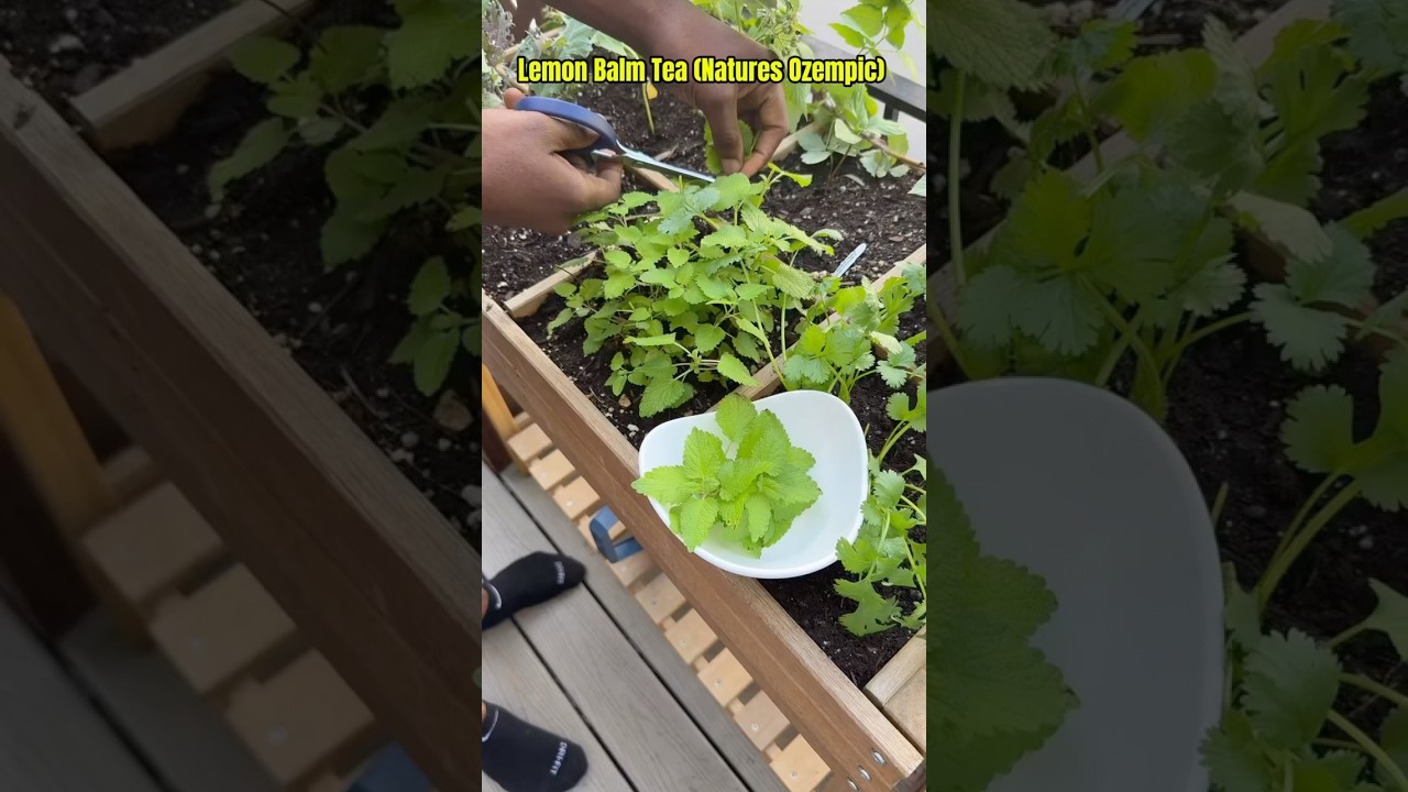 Boost Your Health with Lemon Balm Tea – The Natural Ozempic! #health #tea #weightloss